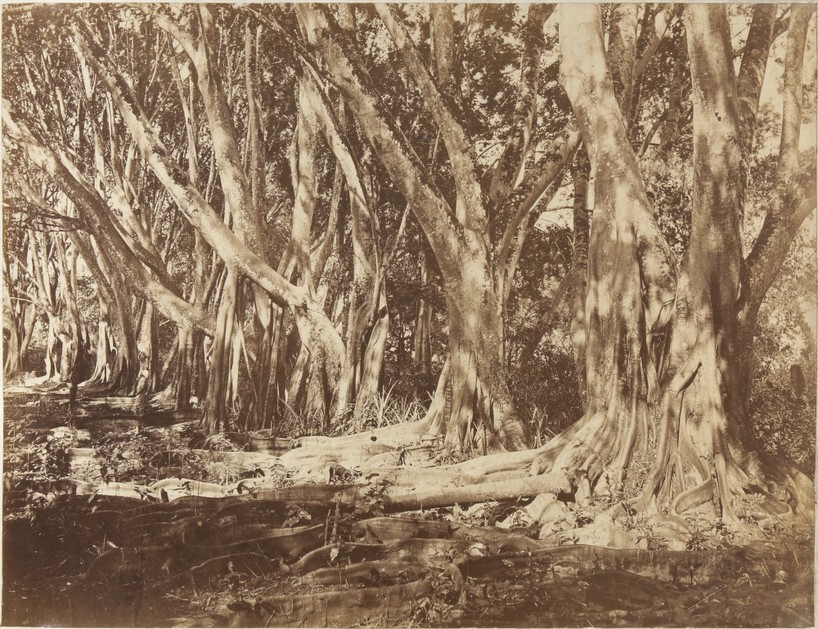 Group of Indiarubber trees at Peradenia (x1984-122 a)