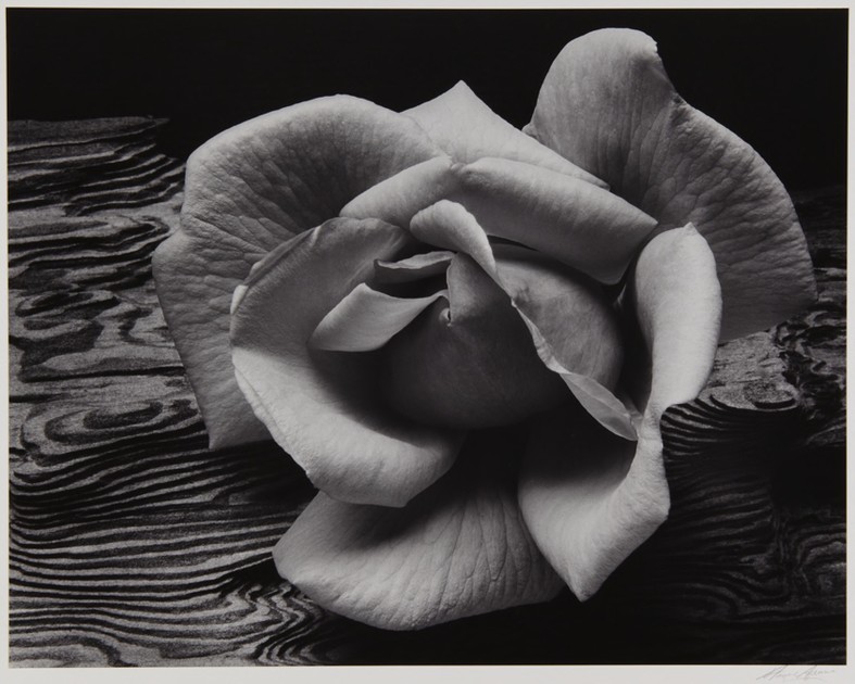 Rose and Driftwood (x1981-86)