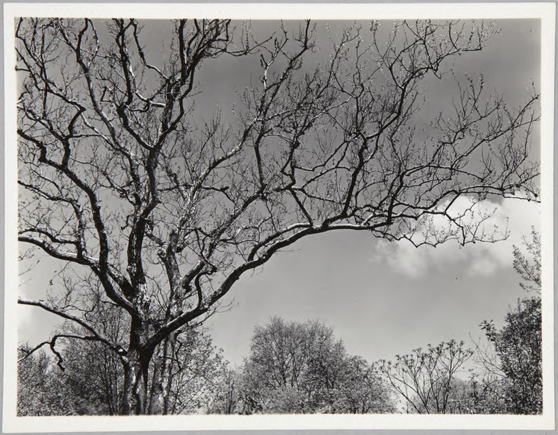 Barren tree branches (2006-719)