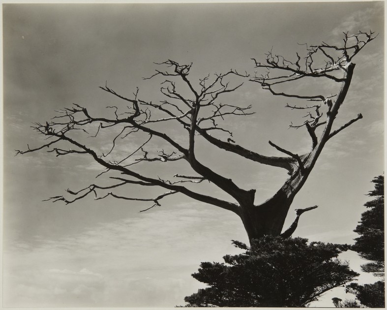 untitled (cypress) (1996-138)