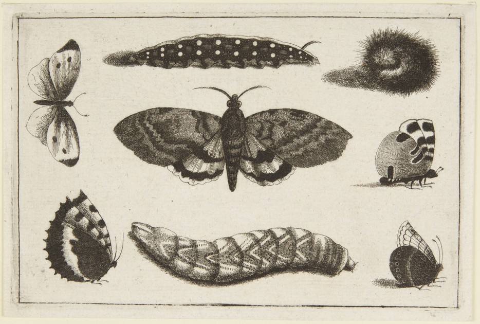 Eight Insects (x1934-794 c)