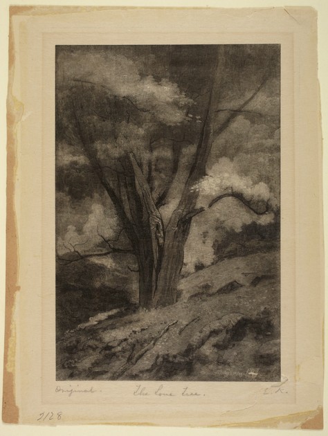 The Lone Tree (x1945-31)