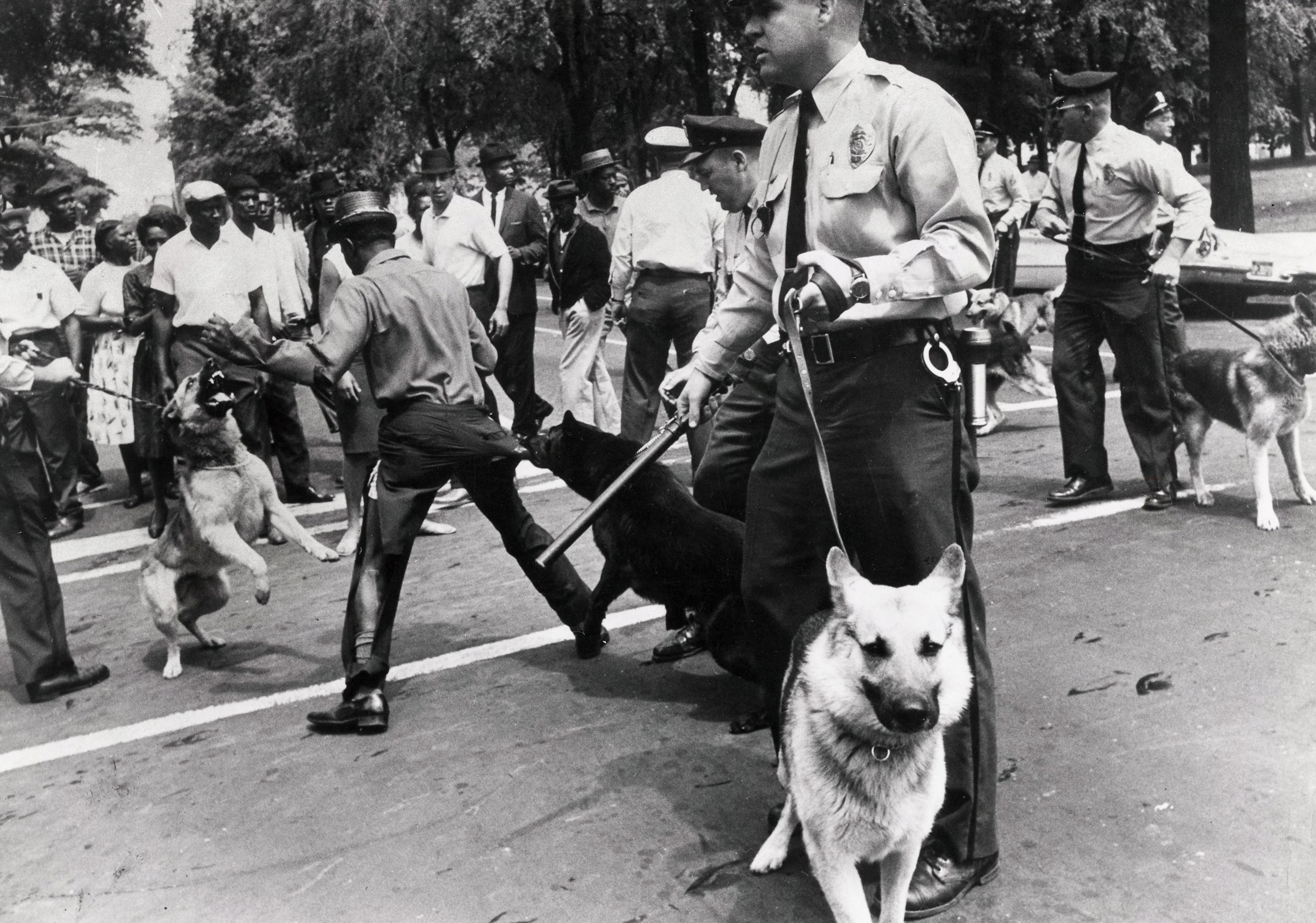 Police using dogs to attack civil rights demonstrators, Birmingham,  Alabama) (.6)