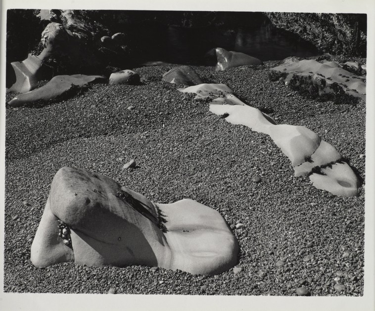 Gallery Cove, Point Lobos State Park, California (x1980-1039)