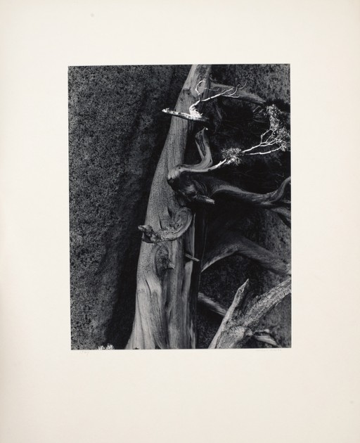 Tenaya Lake, Yosemite National Park, California (x1980-4091)