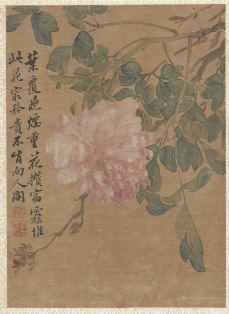 Peonies (2016-553 g)